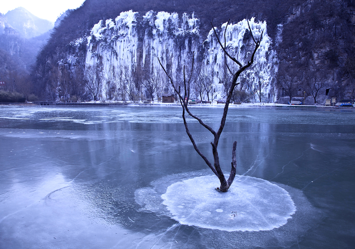 冬韵美景恰似柳.jpg