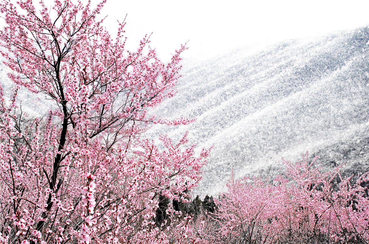 桃花雪.jpg