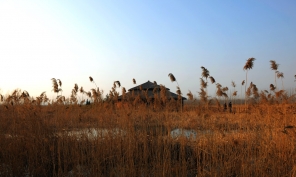 [原创]微山湖湿地