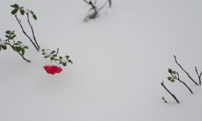 [原创]2009第一场雪